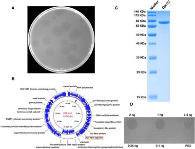 Identification and characterization of the capsule depolymerase Dpo27 from phage IME-Ap7 specific to Acinetobacter pittii